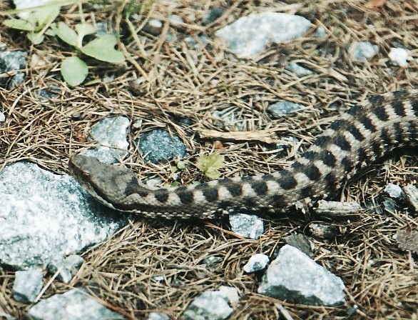 Vipera aspis, quale?